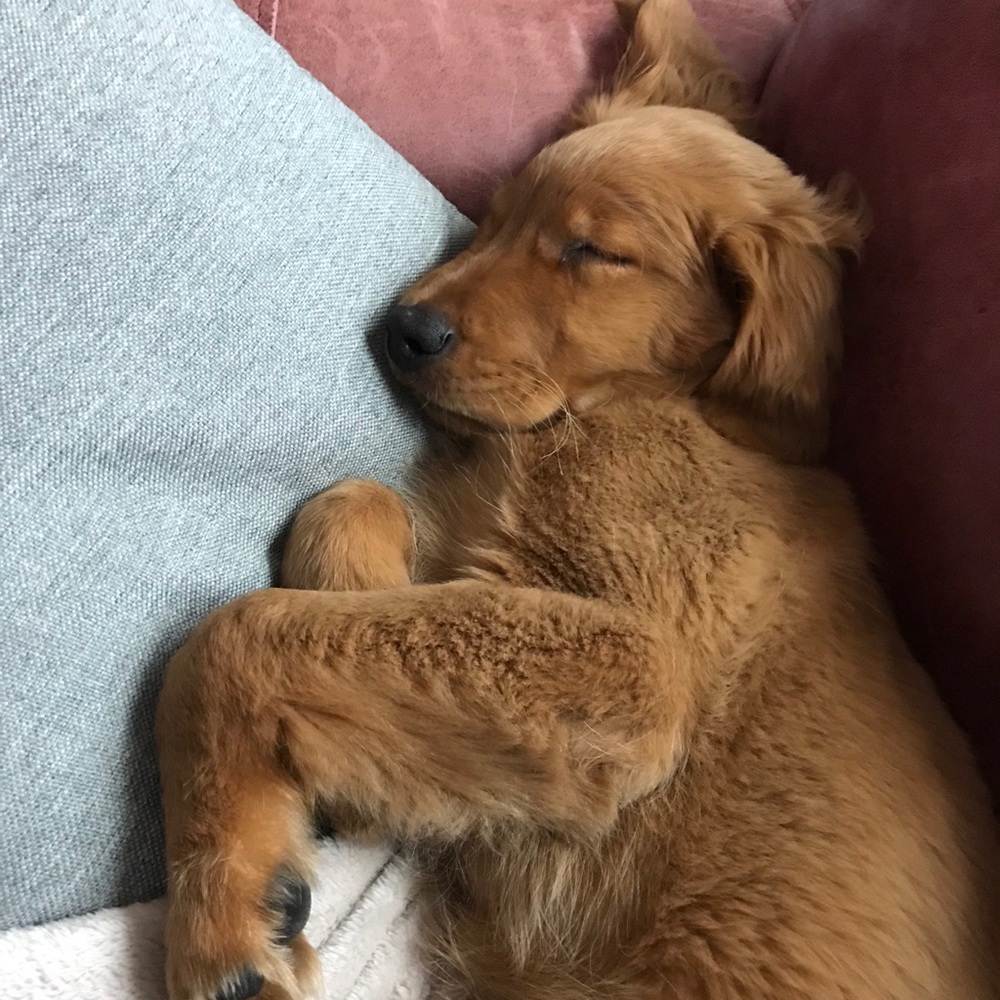 Meet your Posher, Sean